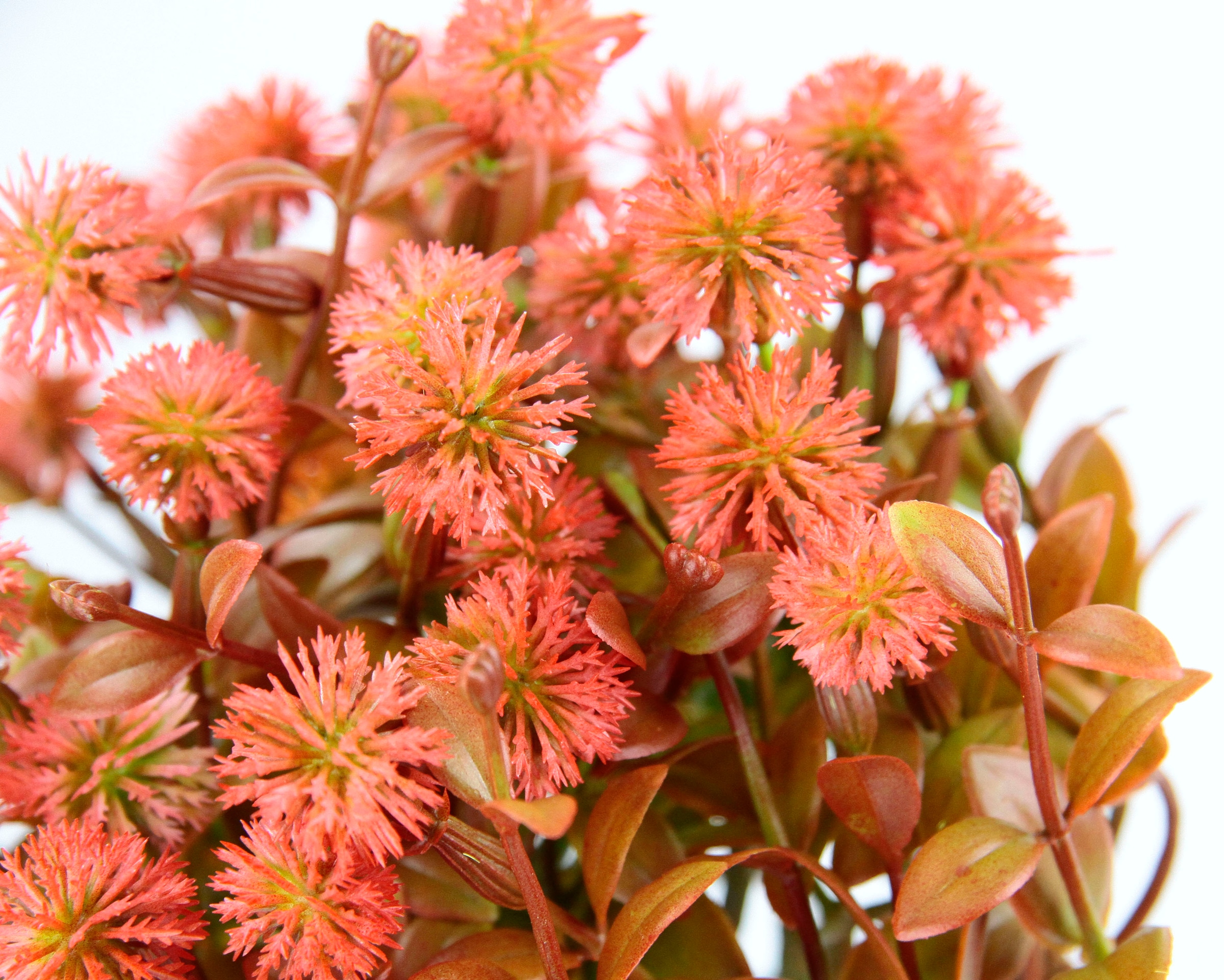 I.GE.A. Kunstpflanze »Margerite Blumen Kunstblumen Pflanze im Künstliche bequem Topf«, Blütenbusch bestellen Tischdeko Deko Busch