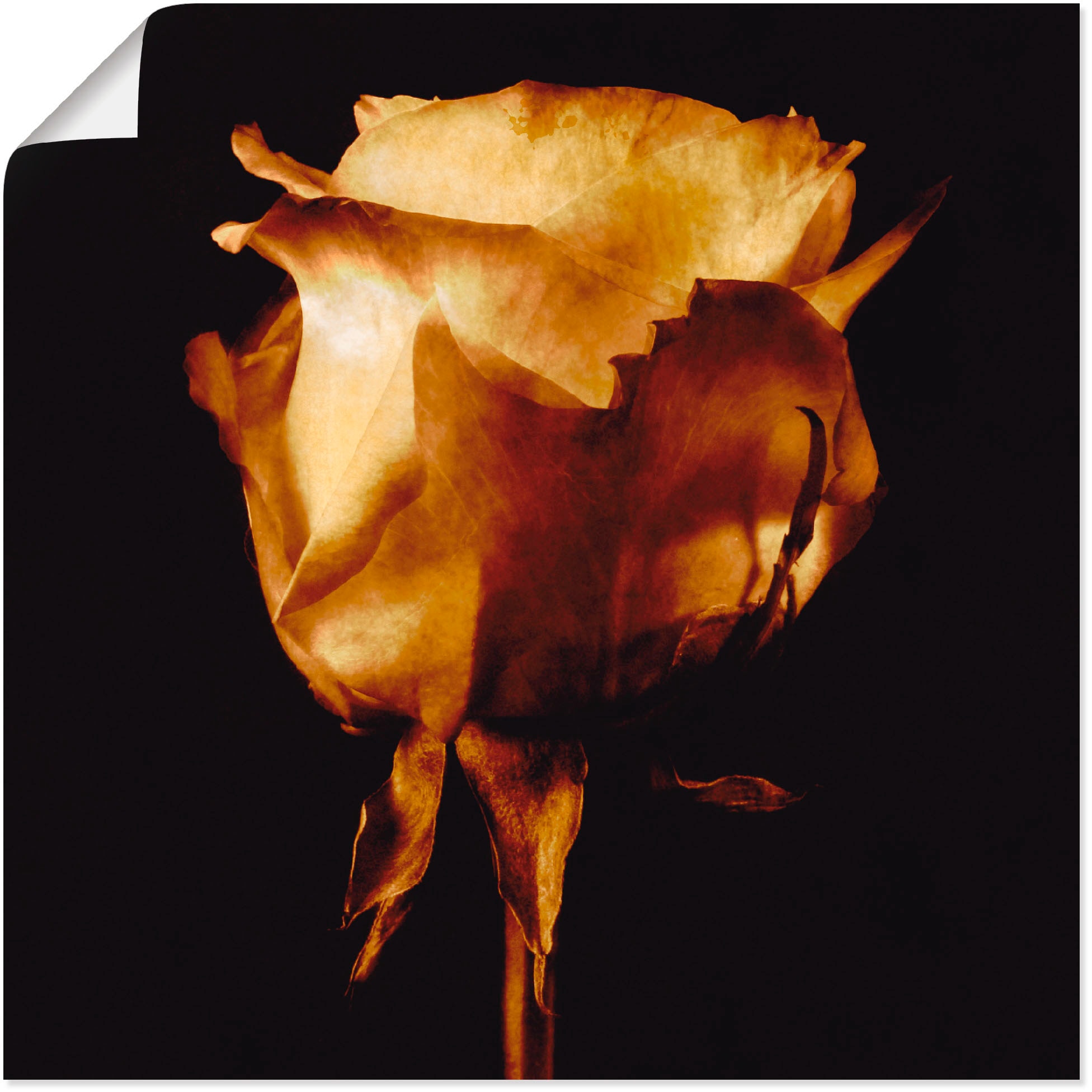Artland Wandbild »Vergoldete Rose«, Blumen, (1 St.), als Leinwandbild, Poster in verschied. Größen