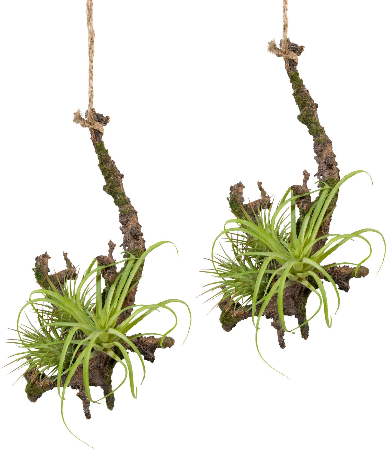 Creativ green Kunstpflanze »Hängeast mit Tillandsie«, (2 St.), 2er Set kaufen