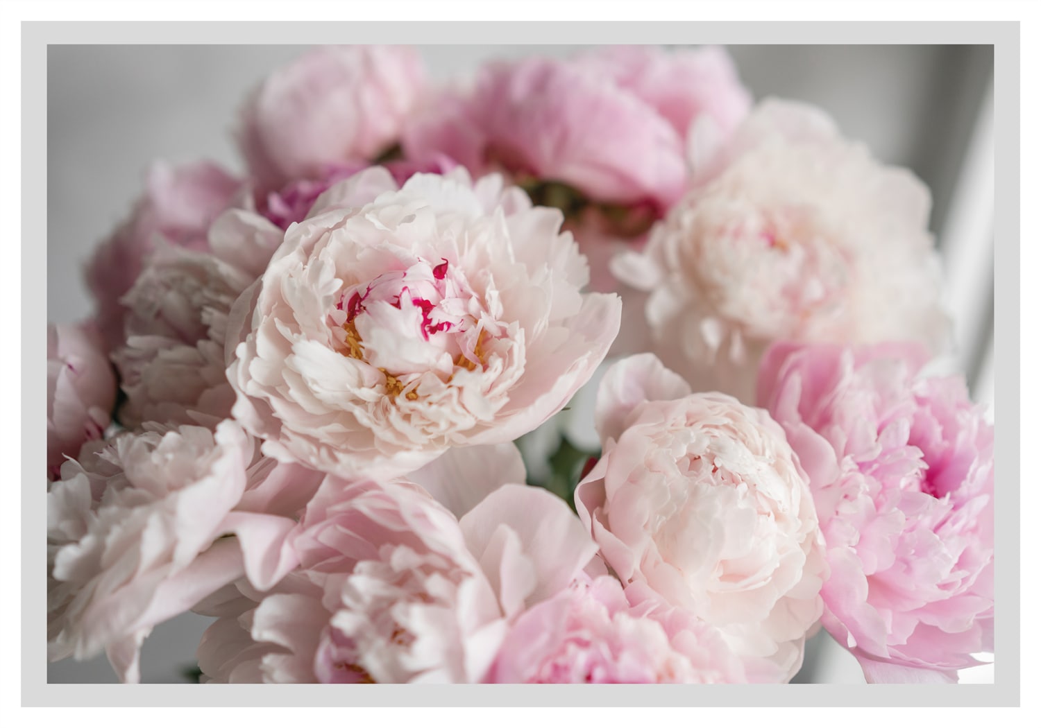 queence Bild »Amalia«, Blumen, gerahmt, Rosen