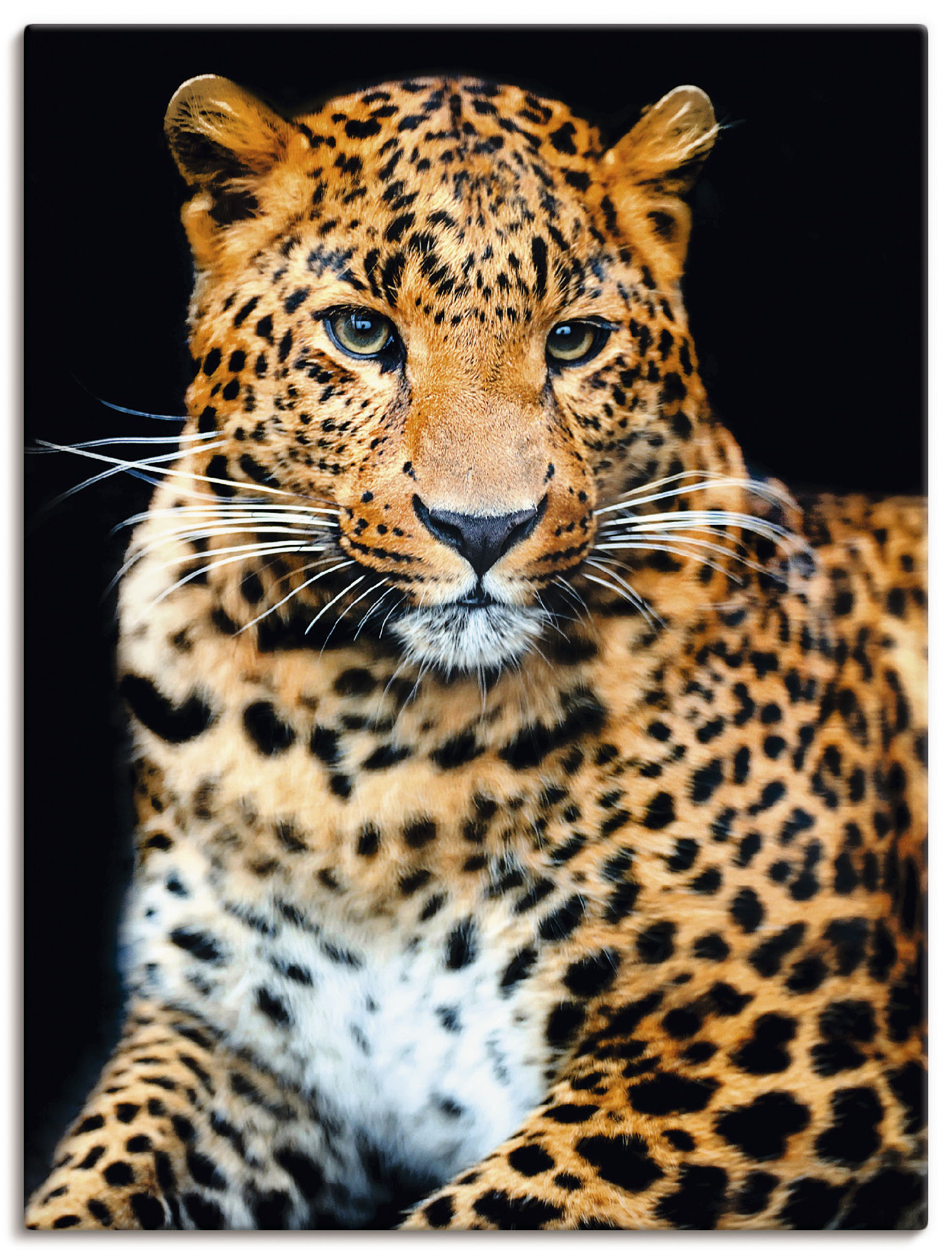 Wandaufkleber oder Wildtiere, | Artland (1 »Gepard Leinwandbild, in Alubild, versch. Poster UNIVERSAL kaufen als Größen Wandbild Savanne«, St.),