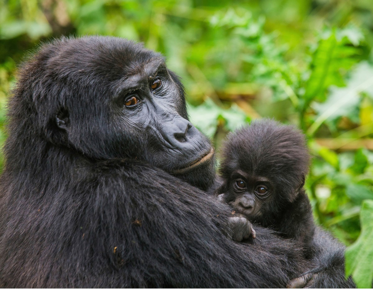 Fototapete »Gorilla mit Baby«