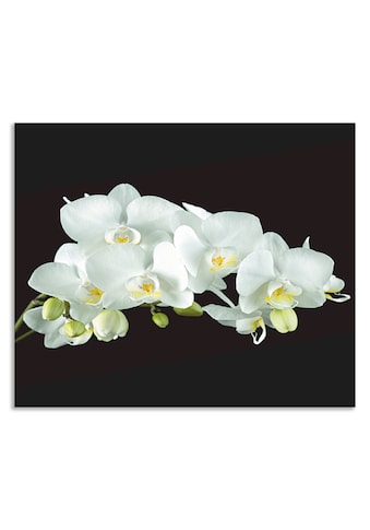 Artland Küchenrückwand »Weiße Orchidee auf schwarzem Hintergrund«, (1 tlg.),... kaufen