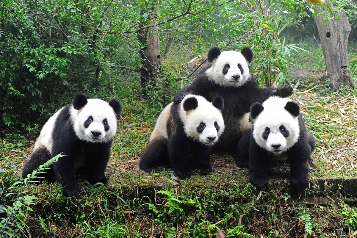 Fototapete »GROßER PANDA BÄR-TIERE CHINA WALD LANDSCHAFT BÄUME«