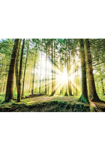 Consalnet Fototapete »Sonniger Wald«, Motiv kaufen