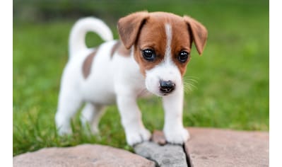 Fototapete »JACK RUSSEL-WELPE TERRIER HUND WIESE PARK LANSSCHAFT«