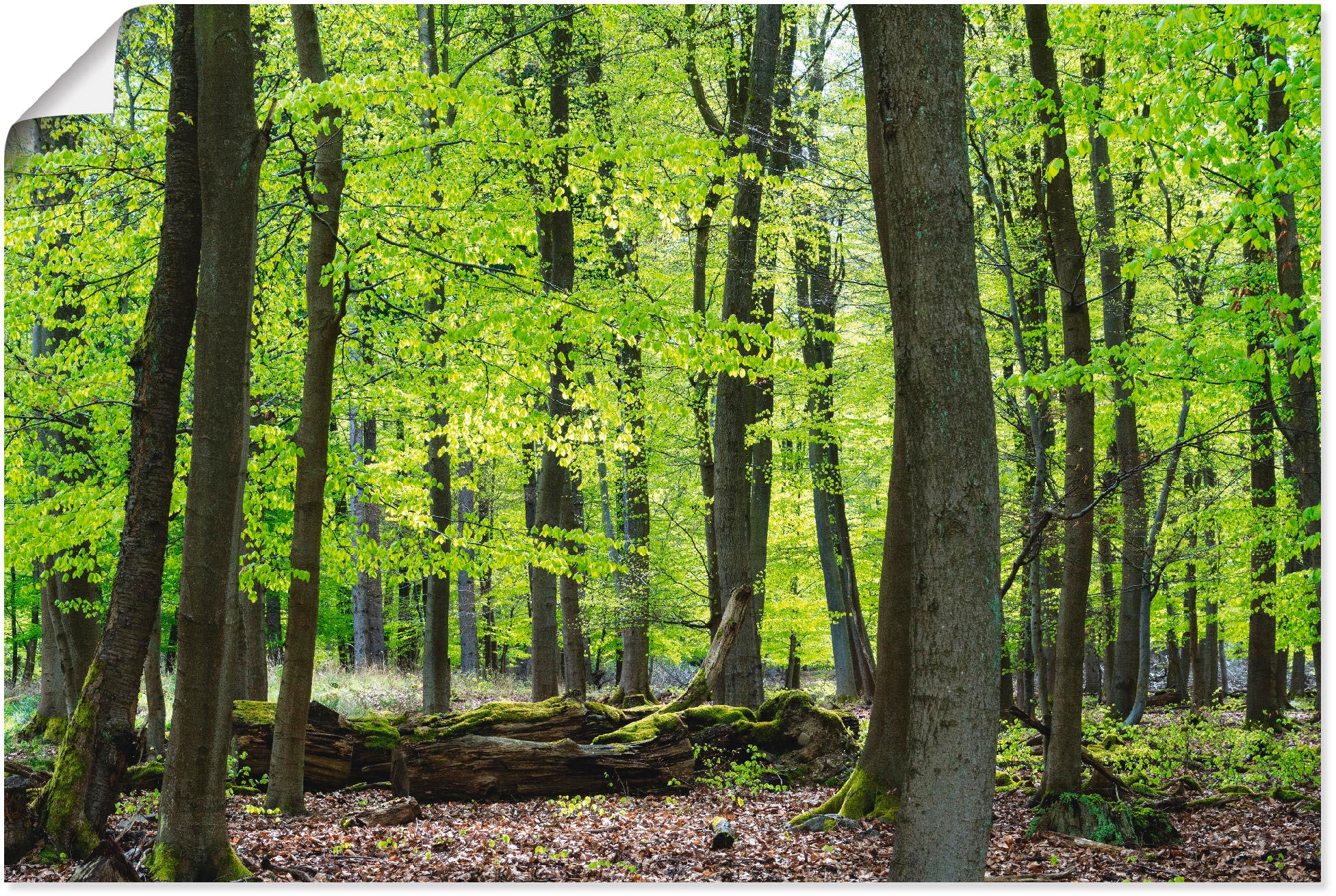 Poster »Laubwald im Frühjahr«, Wald, (1 St.), als Alubild, Leinwandbild, Wandaufkleber...