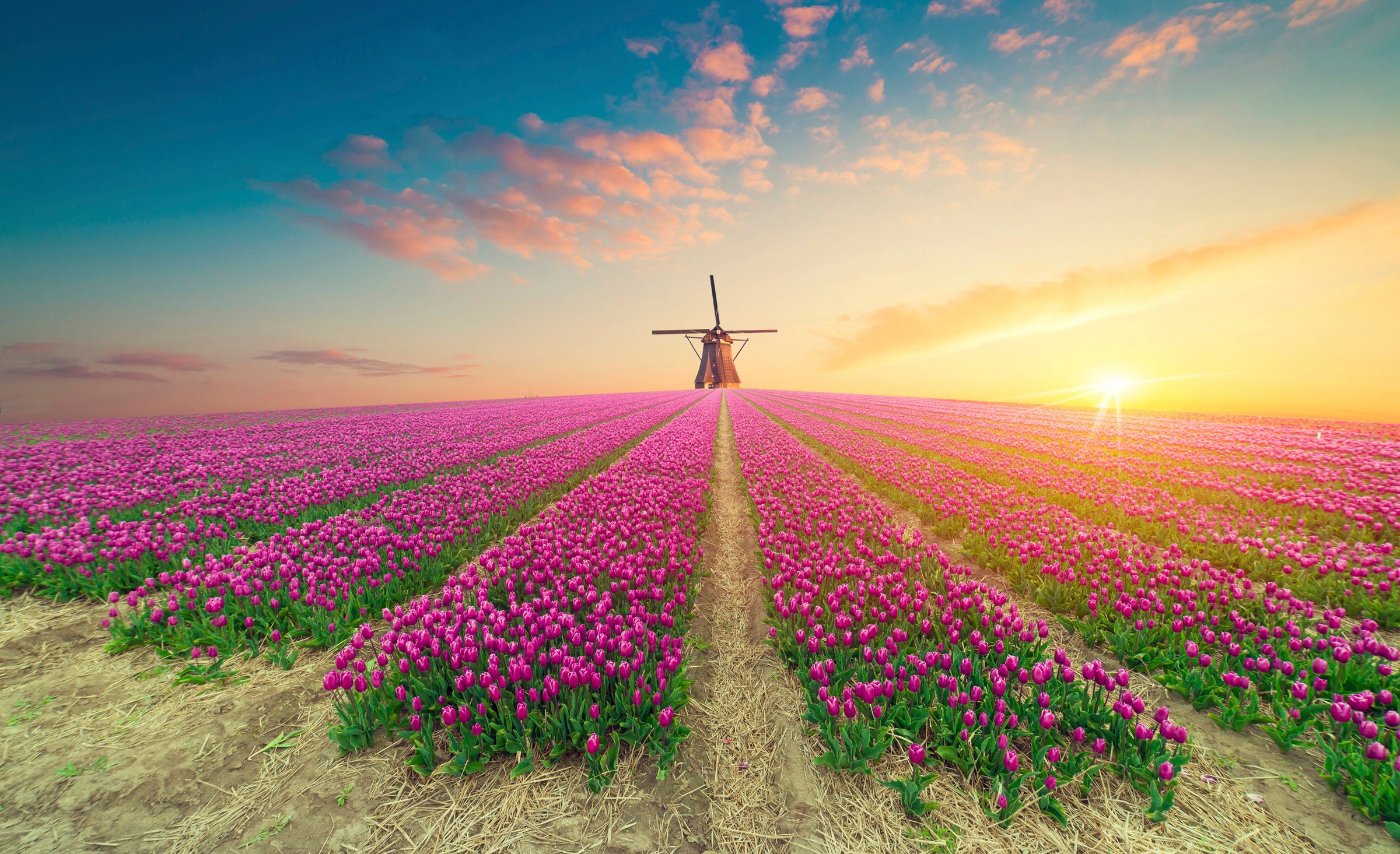 Papermoon Fototapete »TULPEN-NATUR BLUMEN LANDSCHAFT WINDMÜLE LAVENDEL BLUMEN«