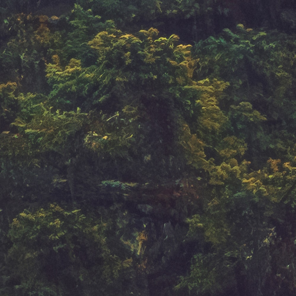 Komar Fototapete »Vlies Fototapete - Foggy Firs - Größe 400 x 250 cm« Motiv | bedruckt glatt