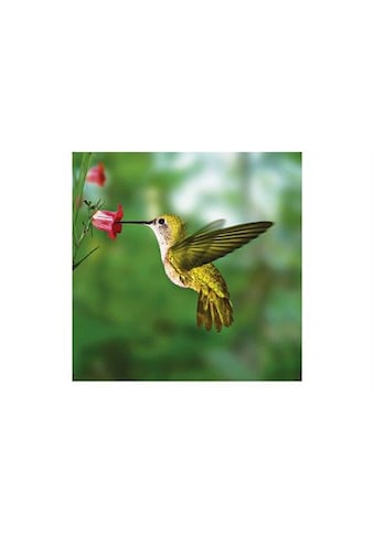 Home affaire Glasbild »Humming bird«, 30/30 cm kaufen
