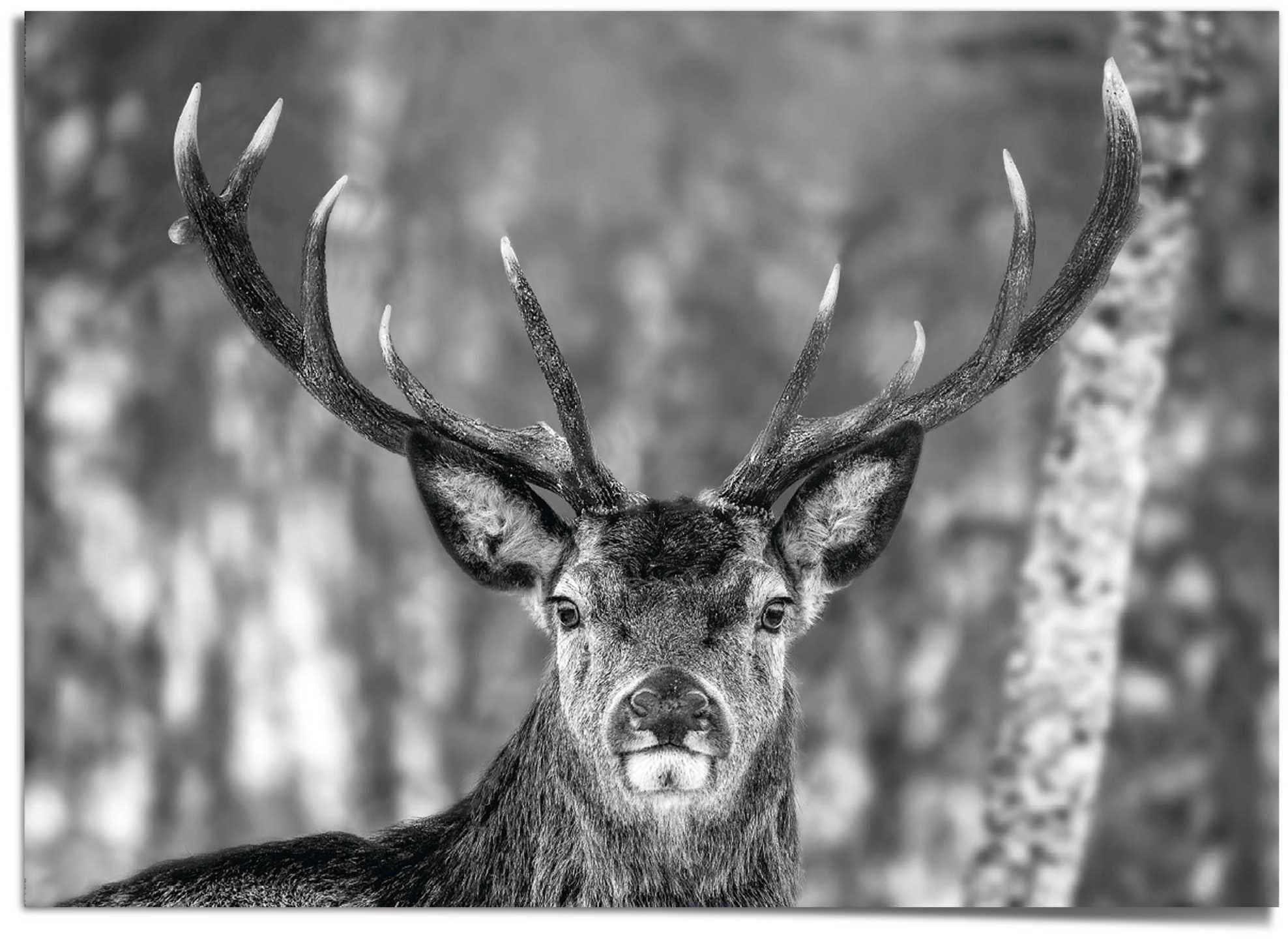 Reinders! Poster »Hirsch im Winter«