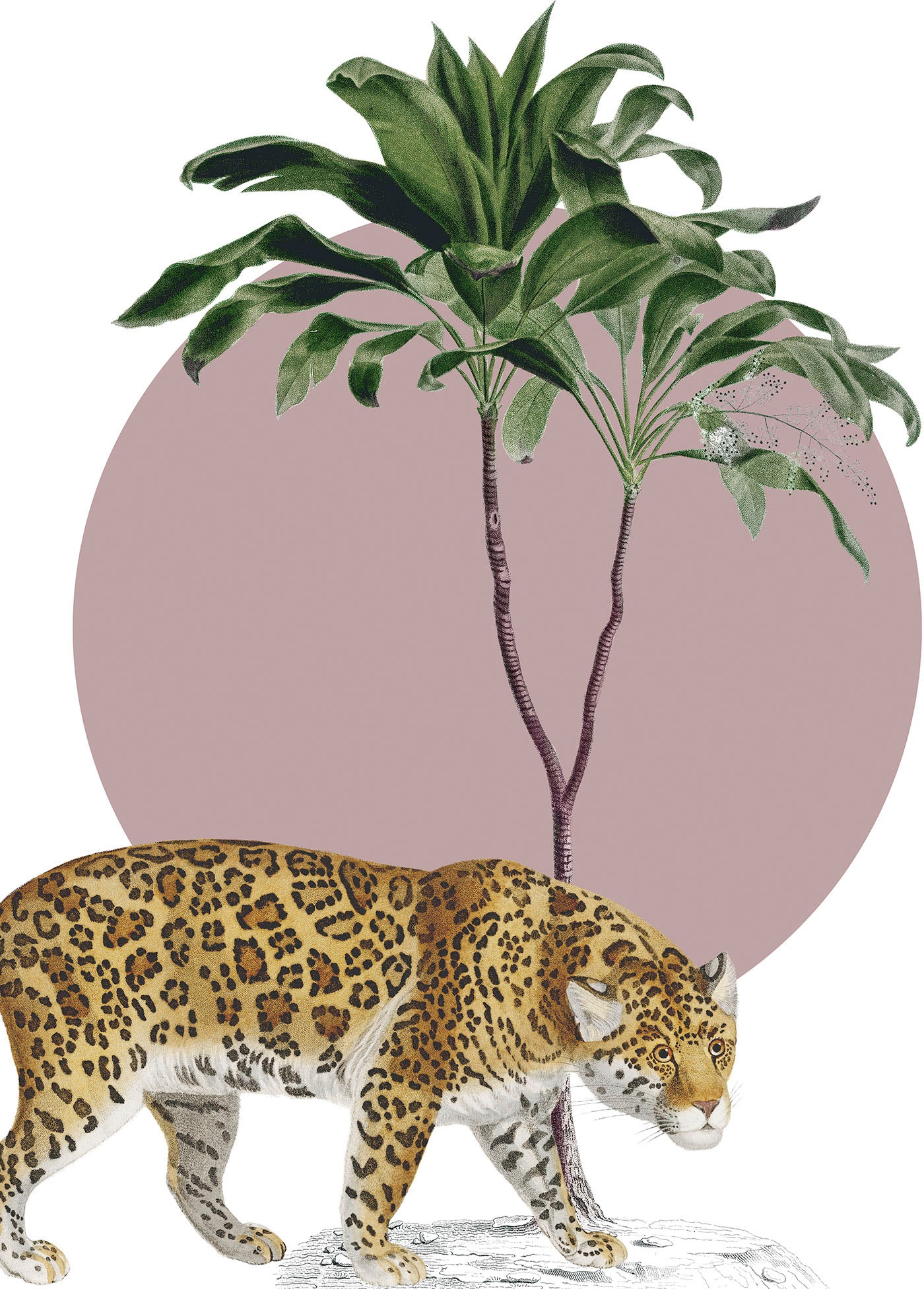 Komar Wandbild »Botanical Garden Jaguar«, (1 St.), Deutsches Premium-Poster Fotopapier mit seidenmatter Oberfläche und hoher Lichtbeständigkeit. Für fotorealistische Drucke mit gestochen scharfen Details und hervorragender Farbbrillanz.
