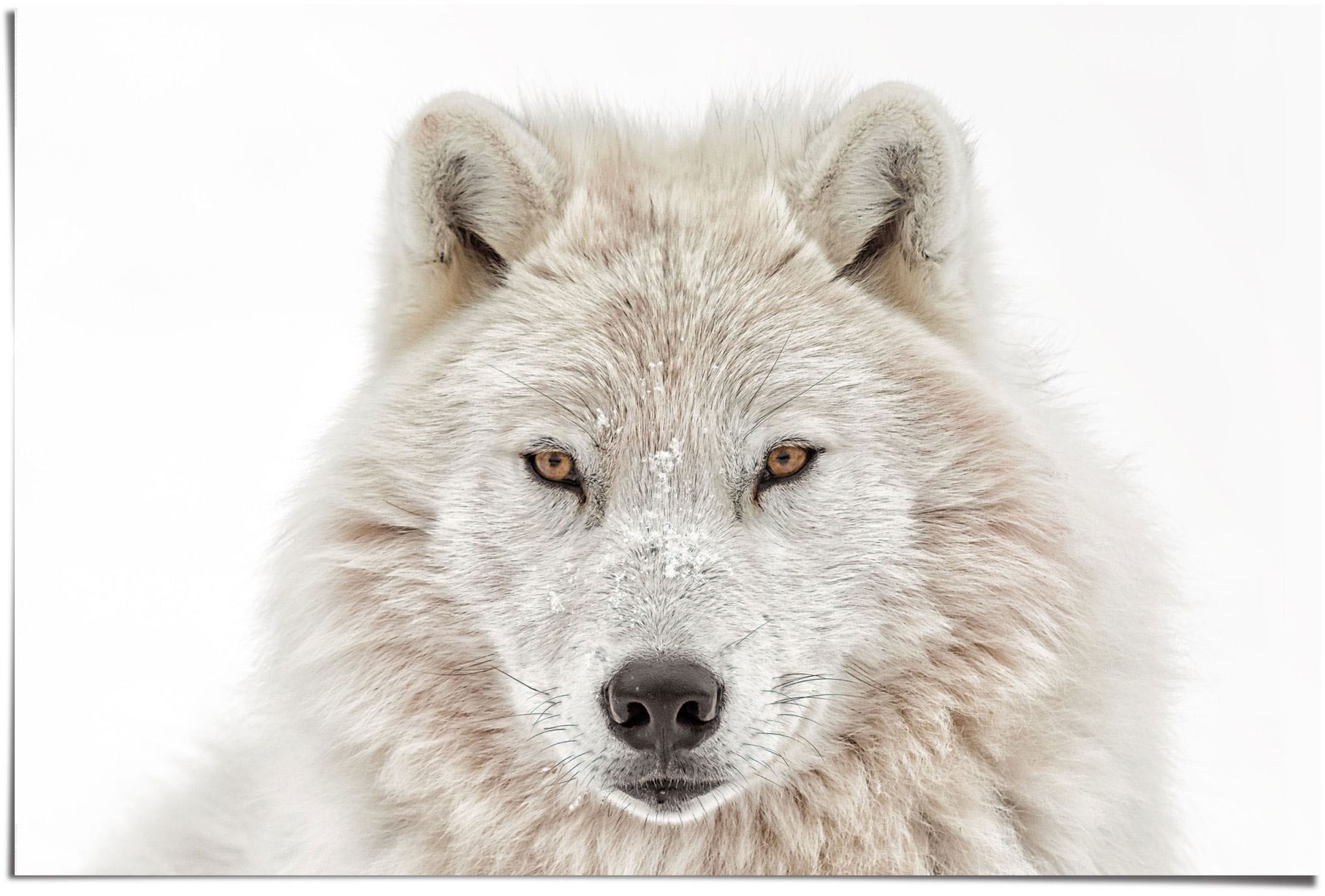Reinders! Poster »Weisser Wolf«, (1 St.) auf Rechnung kaufen