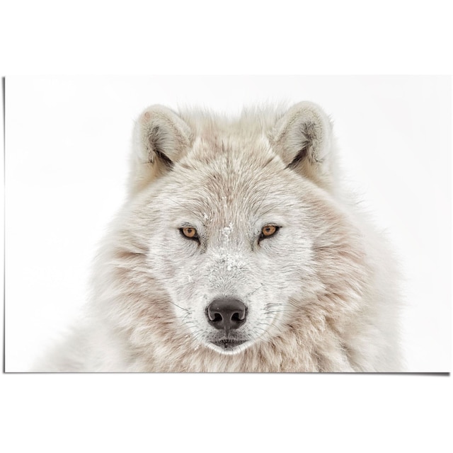 Reinders! Poster »Weisser Wolf«, (1 St.) auf Rechnung kaufen