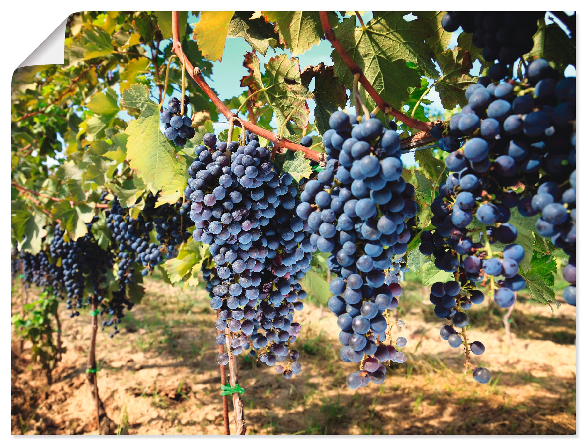 Artland Wandbild »Toskanische Weintrauben«, Süßspeisen, versch. bequem St.), (1 Wandaufkleber kaufen oder Alubild, in Größen als Leinwandbild, Poster