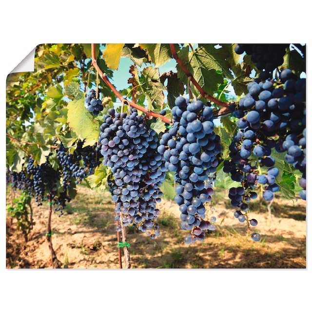 Artland Wandbild »Toskanische Weintrauben«, Süßspeisen, (1 St.), als Alubild,  Leinwandbild, Wandaufkleber oder Poster in versch. Größen bequem kaufen