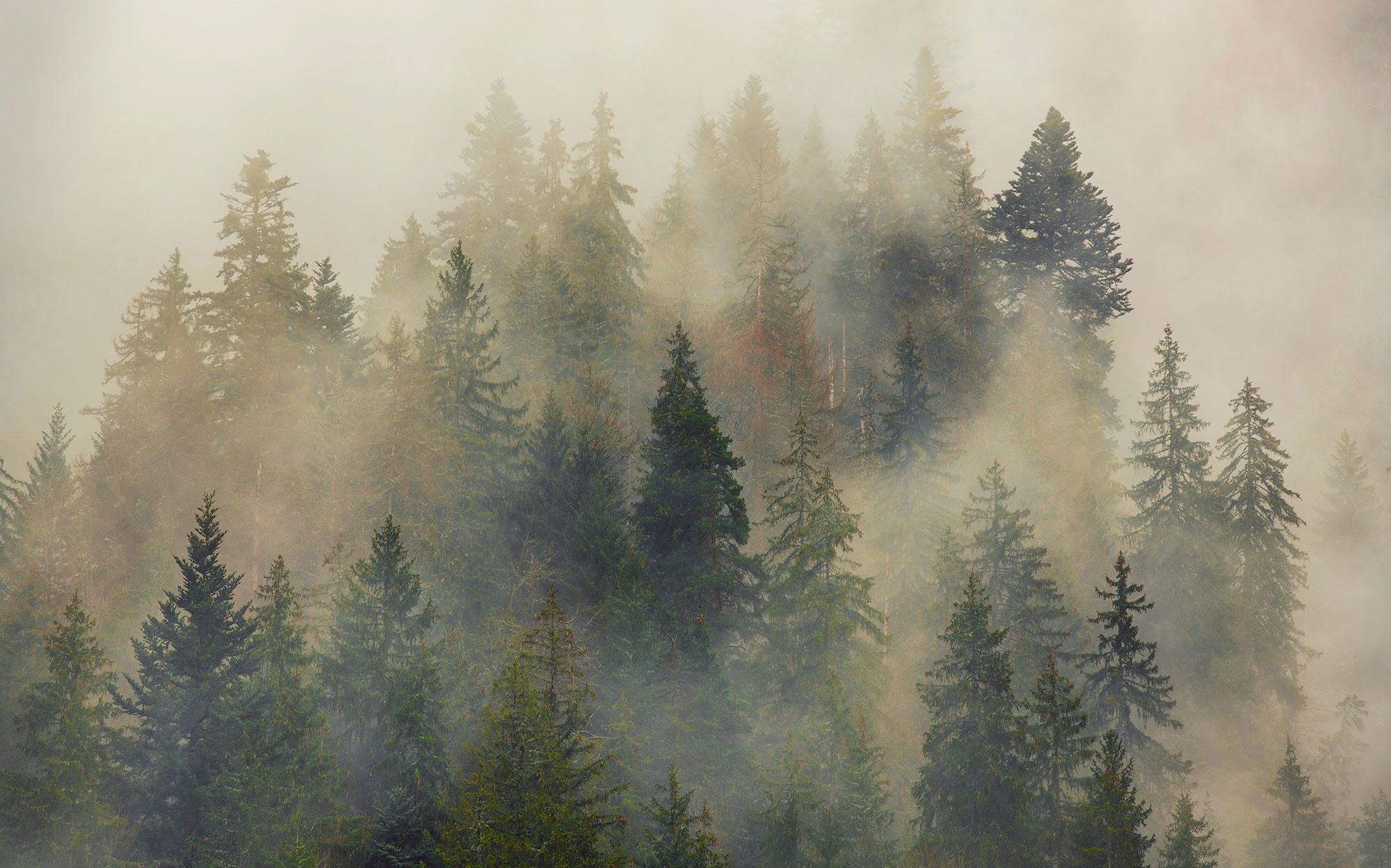 Komar Fototapete »Vlies Fototapete - Mystical Firs - Größe 400 x 250 cm« Motiv | bedruckt glatt