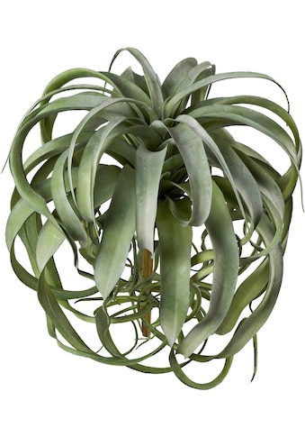 Creativ green Kunstpflanze »Tillandsie«, (1 St.) kaufen