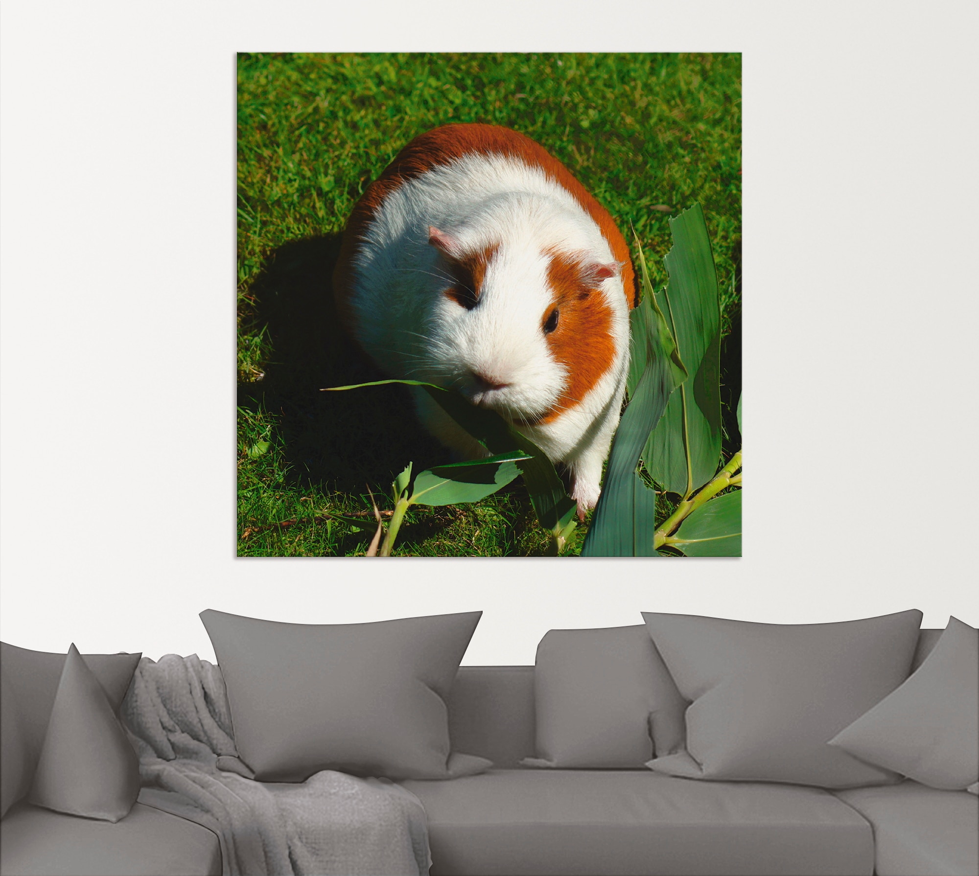 Artland Wandbild »Orange weißes Meerschweinchen«, Haustiere, (1 St.), als Alubild, Outdoorbild, Leinwandbild in verschied. Größen