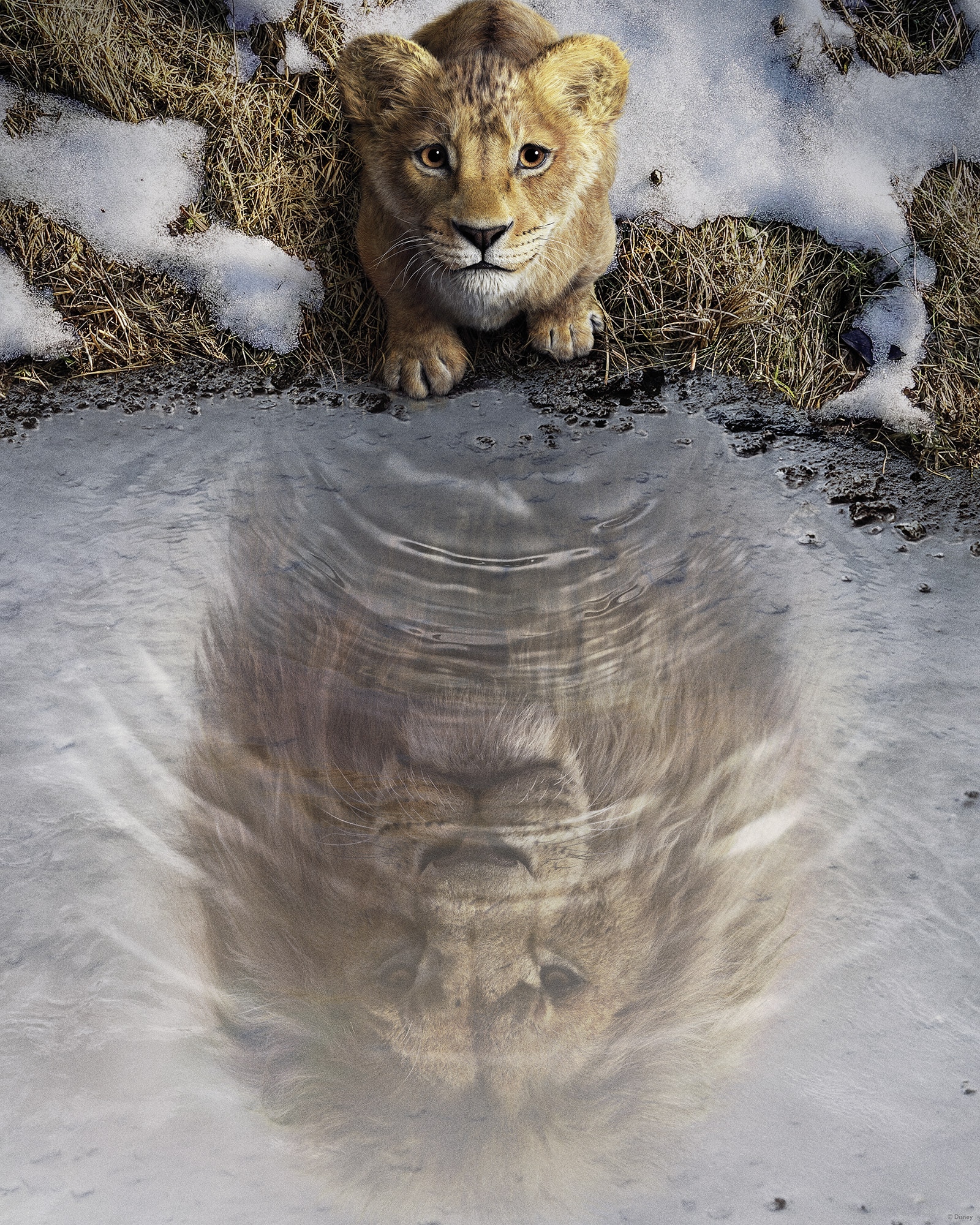 Komar Wandbild »Disney Mufasa The Lion King«, Disney, (Set, 1 St.), 40 x 50 cm (Breite x Höhe) - Kinderzimmer, Dekoration