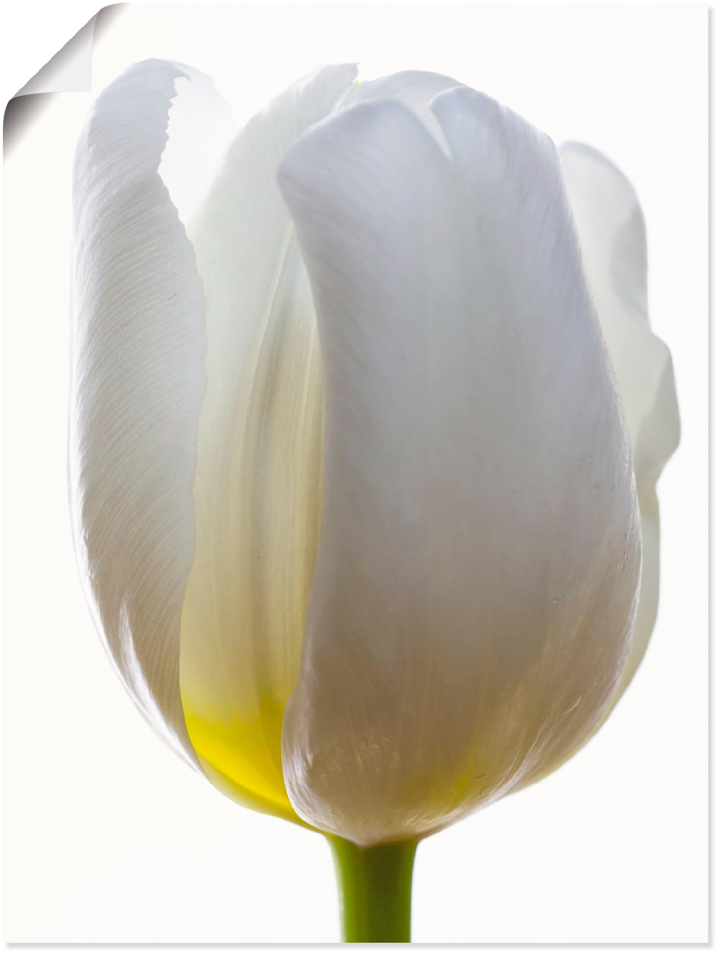 Artland Poster »Weiße Tulpe«, Blumen, (1 St.), als Alubild, Leinwandbild, Wandaufkleber oder Poster in versch. Größen