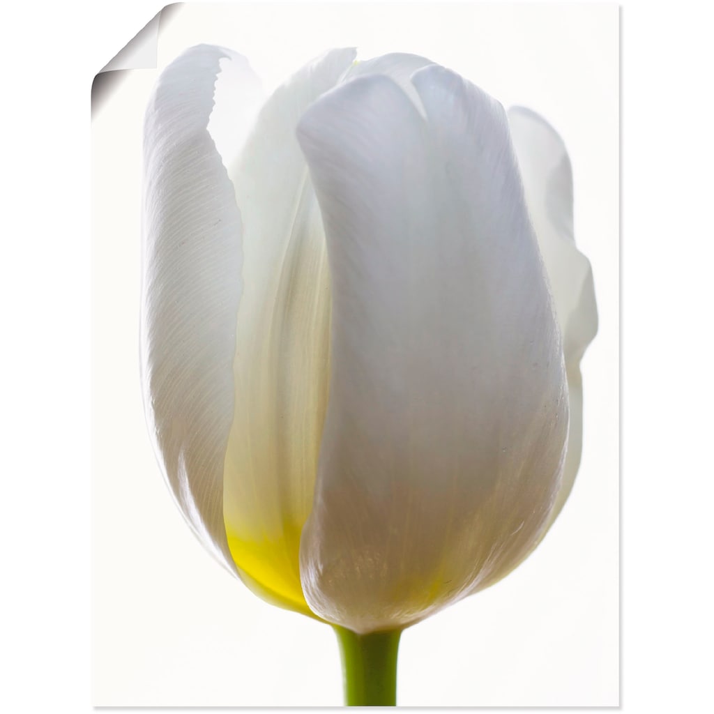 Artland Poster »Weiße Tulpe«, Blumen, (1 St.)