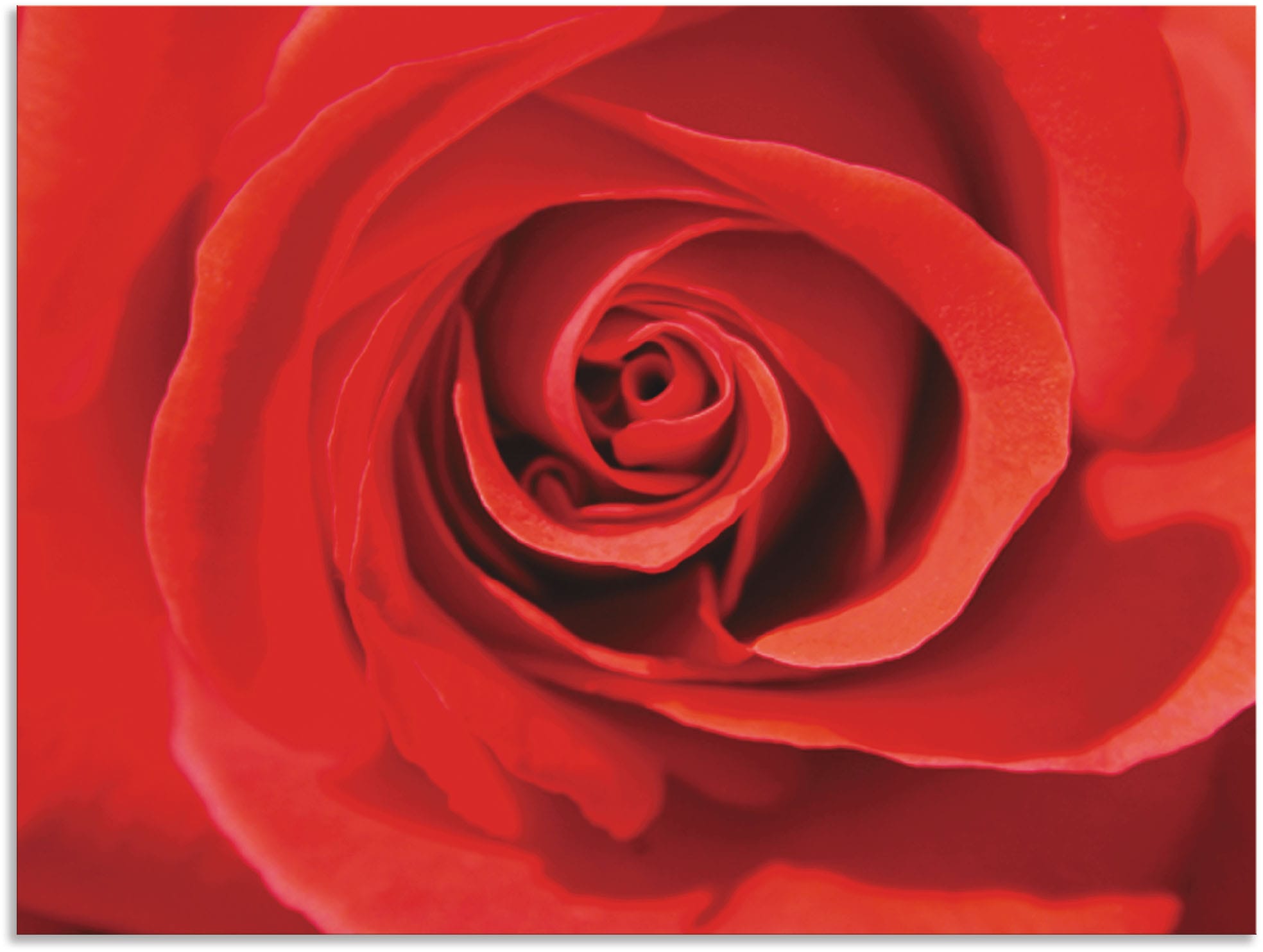 Artland Wandbild Größen Wandaufkleber versch. in Leinwandbild, rot_Detail«, Blumenbilder, »Rose auf bestellen als St.), Rechnung (1 Alubild, oder Poster