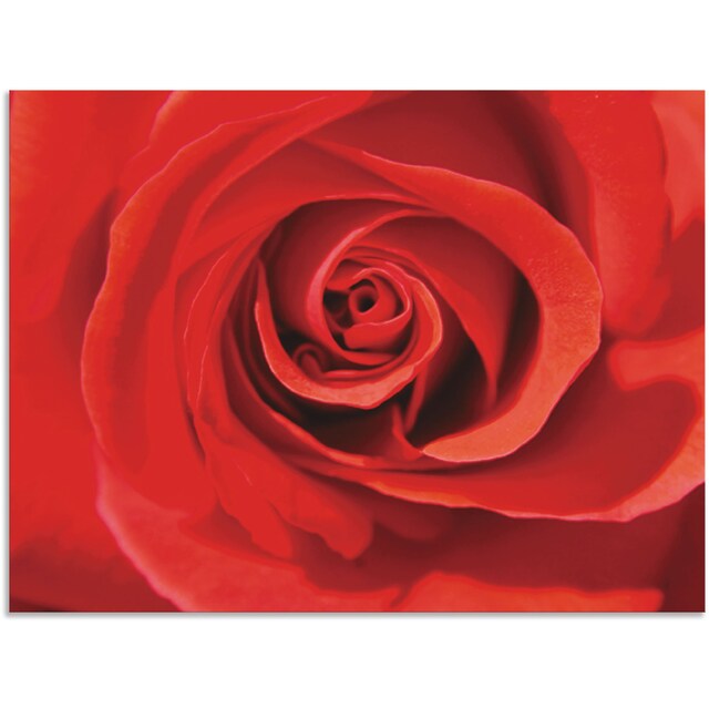 Artland Wandbild »Rose rot_Detail«, Blumenbilder, (1 St.), als Alubild,  Leinwandbild, Wandaufkleber oder Poster in versch. Größen auf Rechnung  bestellen