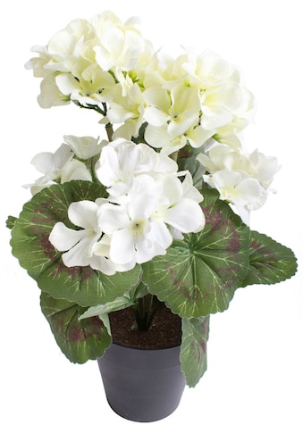 Botanic-Haus Kunstblume »Geranienbusch mit 6 Blütenköpfen« kaufen