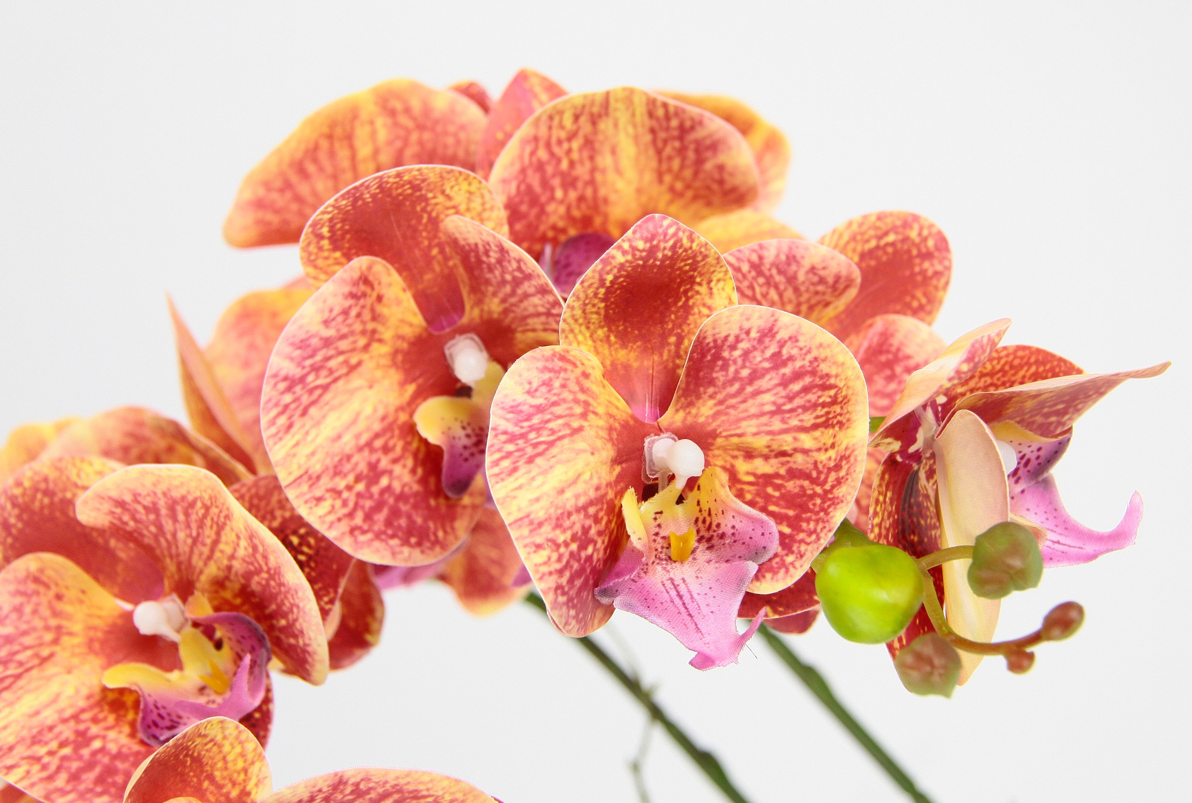 I.GE.A. Kunstblume »Orchidee«, Im Topf Phalaenopsis Orchidee Phalaenopsis mit Übertopf Hochzeit
