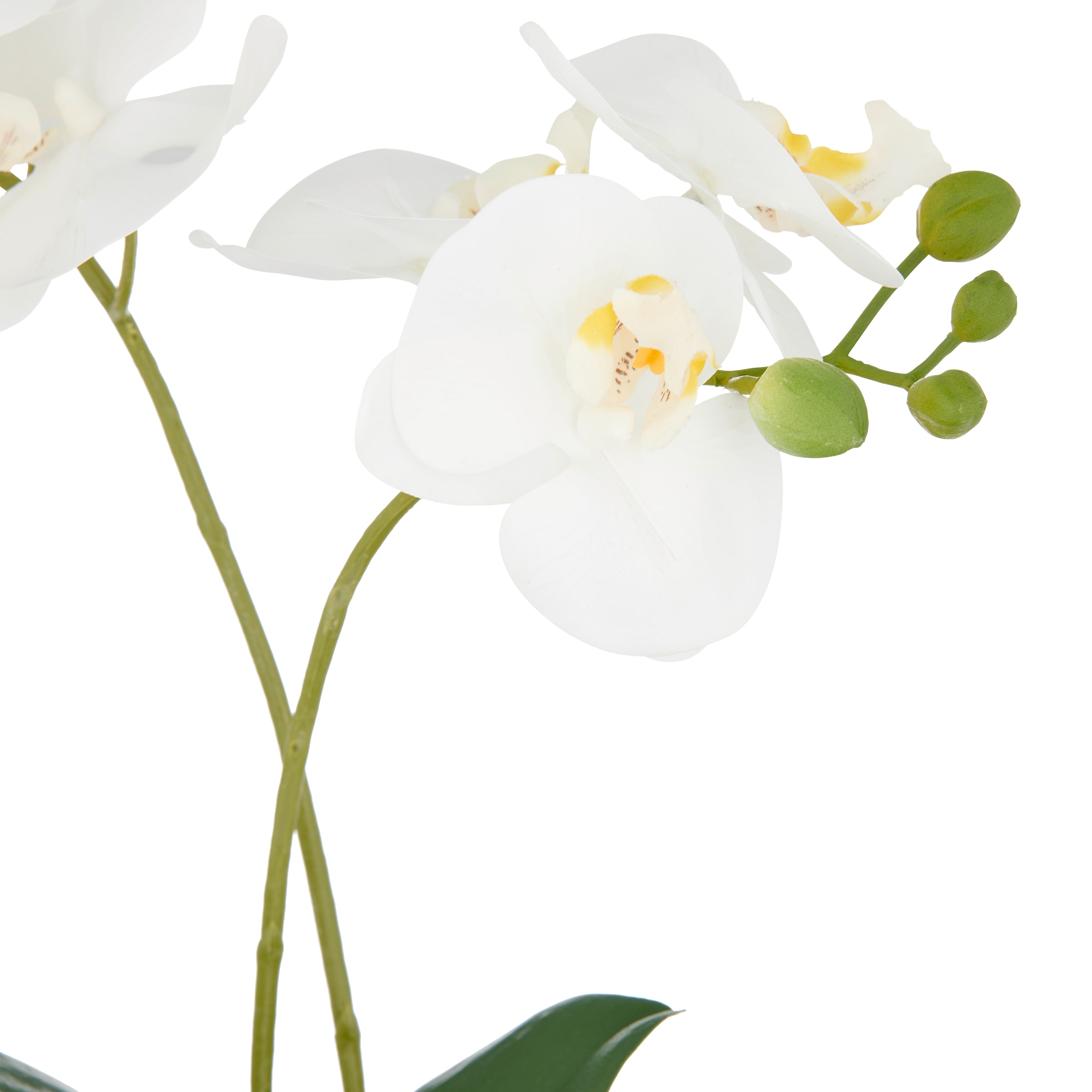 Creativ green Kunstorchidee »Orchidee Phalaenopsis«, mit real-touch-Blüten