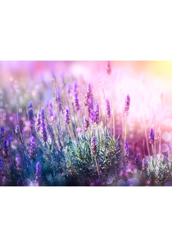 Papermoon Fototapete »Lavender Field« kaufen