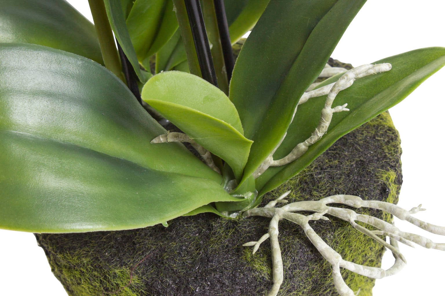 Botanic-Haus kaufen Kunstorchidee bequem »Orchidee«