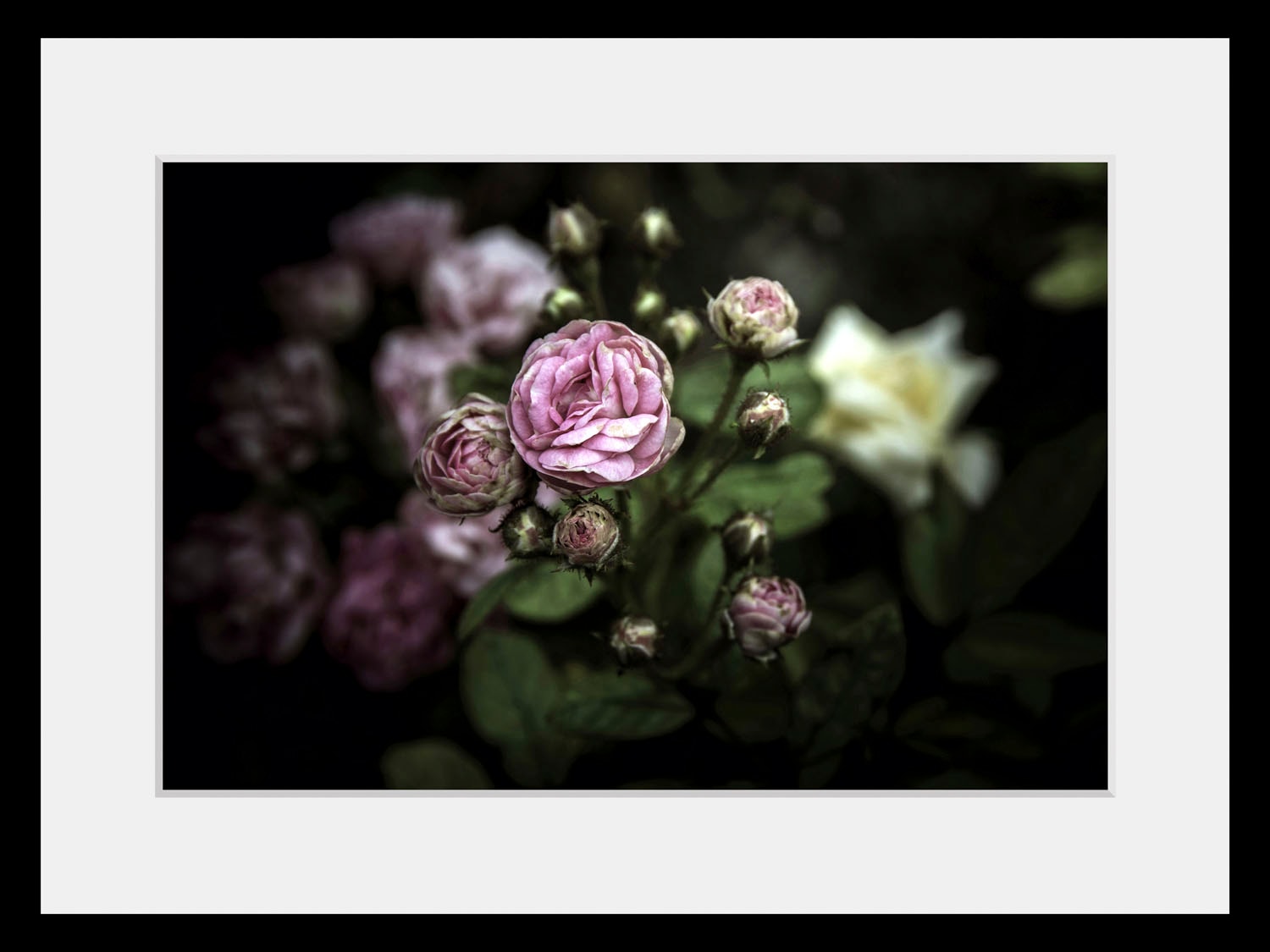 queence Bild »Ashley« Blumen | Foto | Pflanzen | Pflanzenbilder 1 Stk. tlg. HD Premium Poster-Druck inkl. Holzrahmen