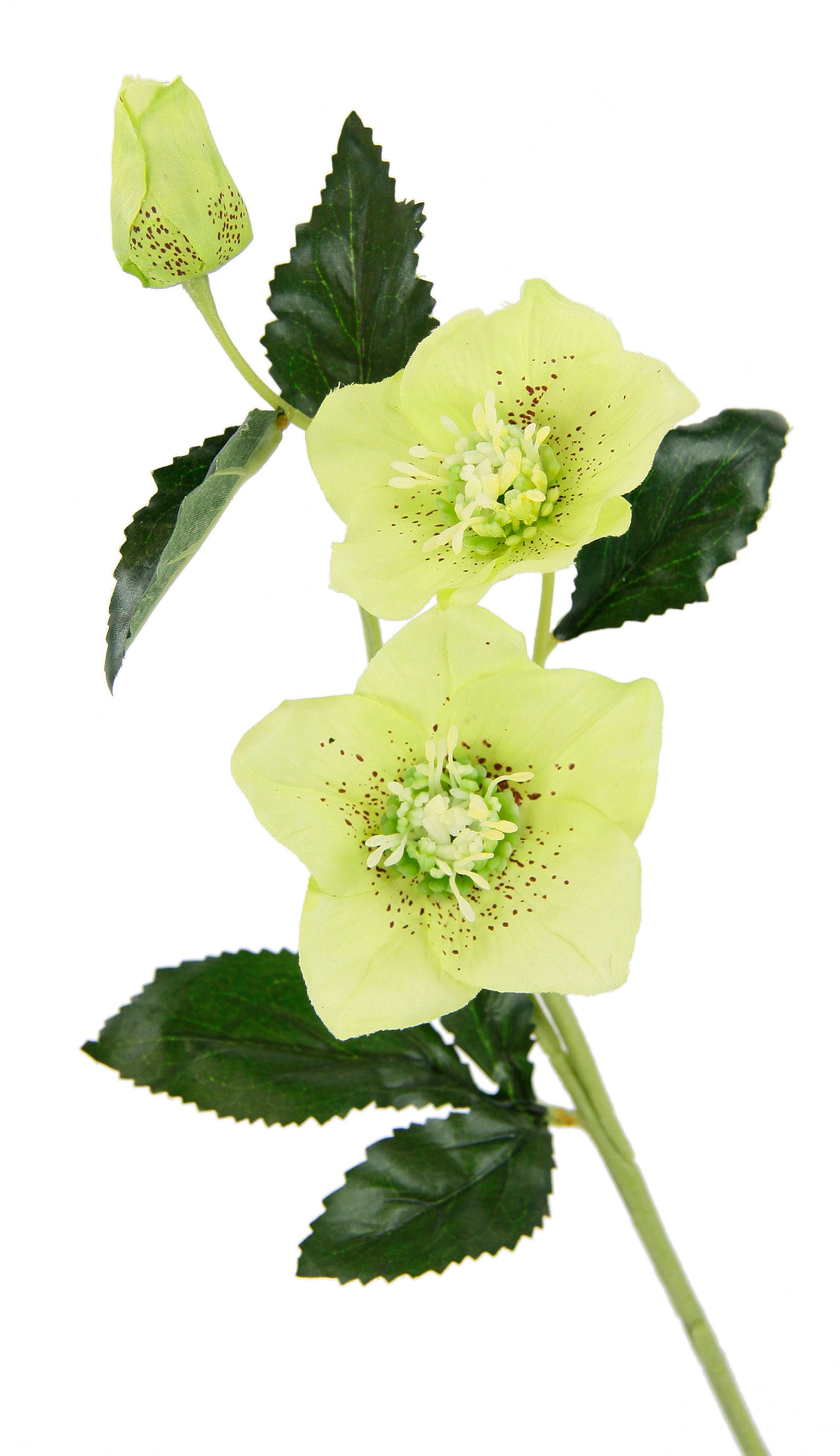 I.GE.A. Kunstblume Seidenblumen, 5er kaufen Set Künstlich bequem »Christrose«