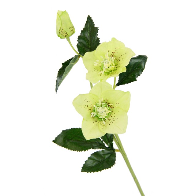 I.GE.A. Kunstblume »Christrose«, Künstlich Seidenblumen, 5er Set bequem  kaufen