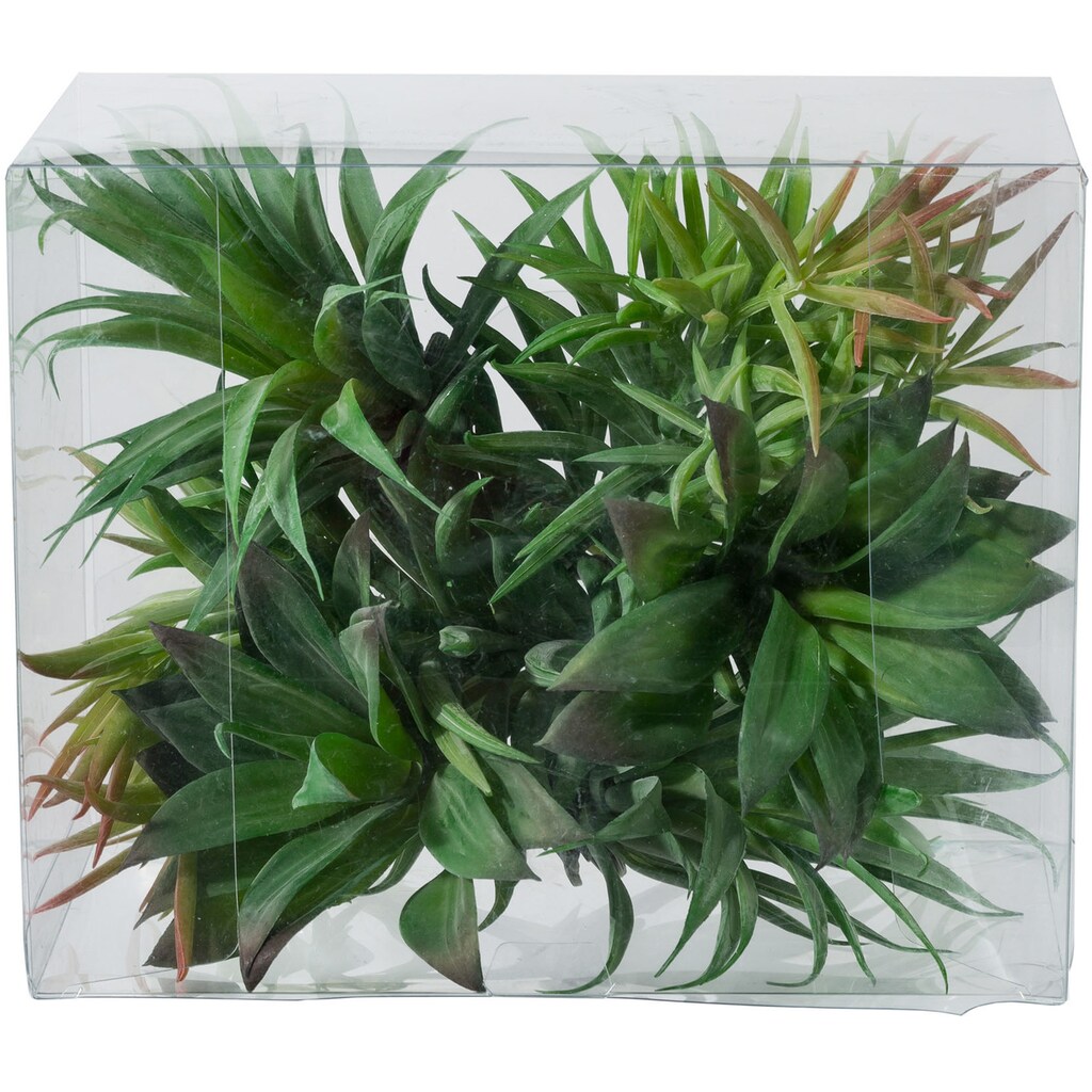 Creativ green Kunstpflanze »Sukkulenten«