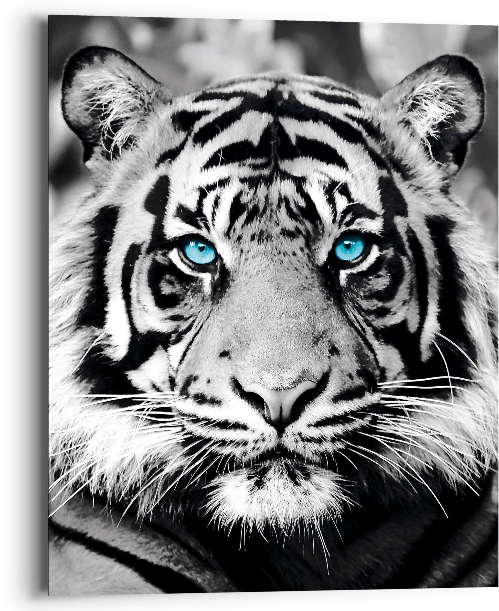 Reinders! Holzbild »Blue Eyed Tiger«, (1 St.)