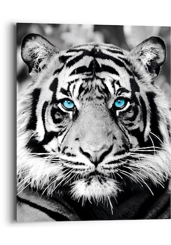 Holzbild »Blue Eyed Tiger«, (1 St.)