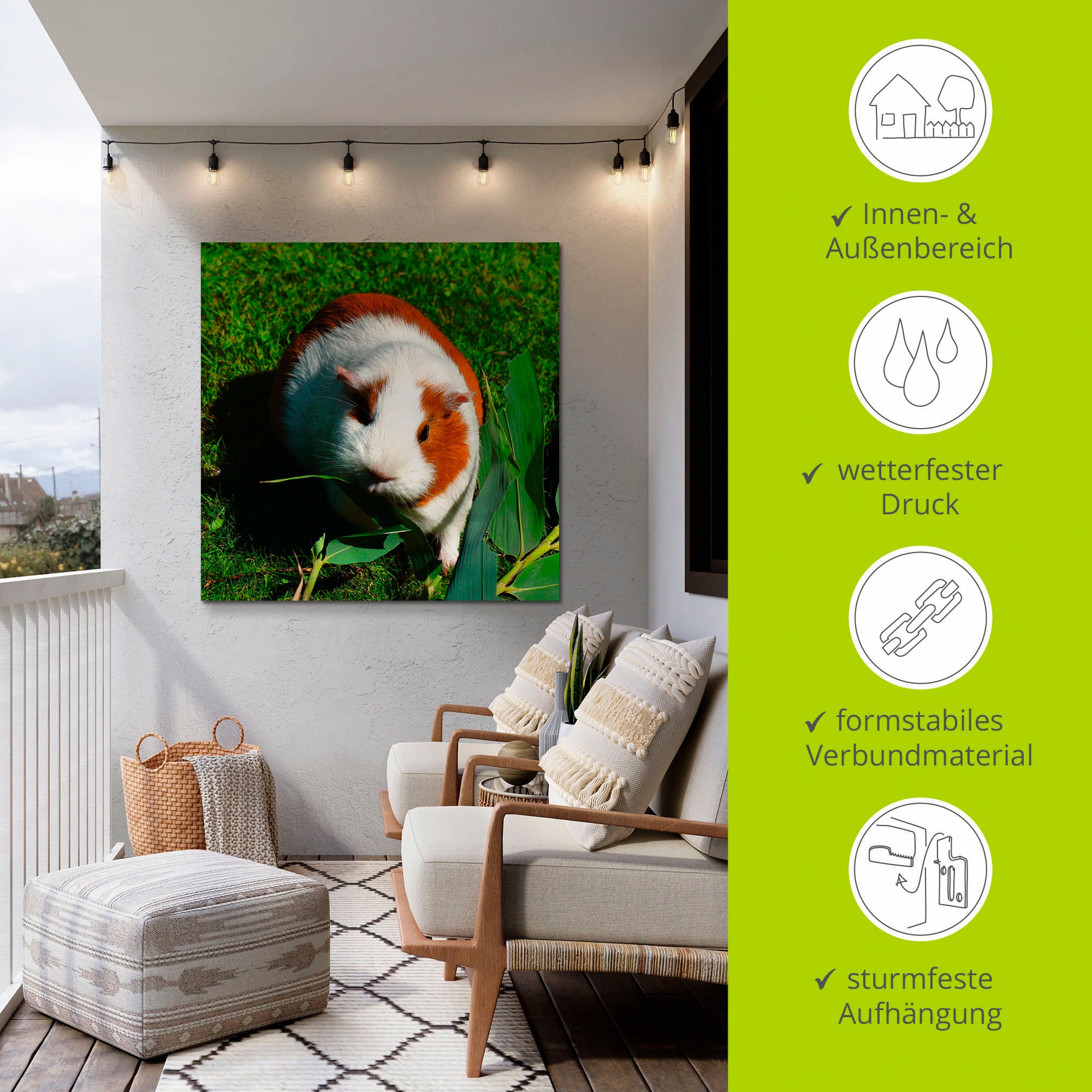 Artland Wandbild »Orange weißes Meerschweinchen«, Haustiere, (1 St.), als Alubild, Outdoorbild, Leinwandbild in verschied. Größen