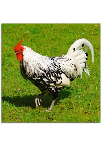 Artland Glasbild »Gepunktetes Huhn«, Vögel, (1 St.) kaufen