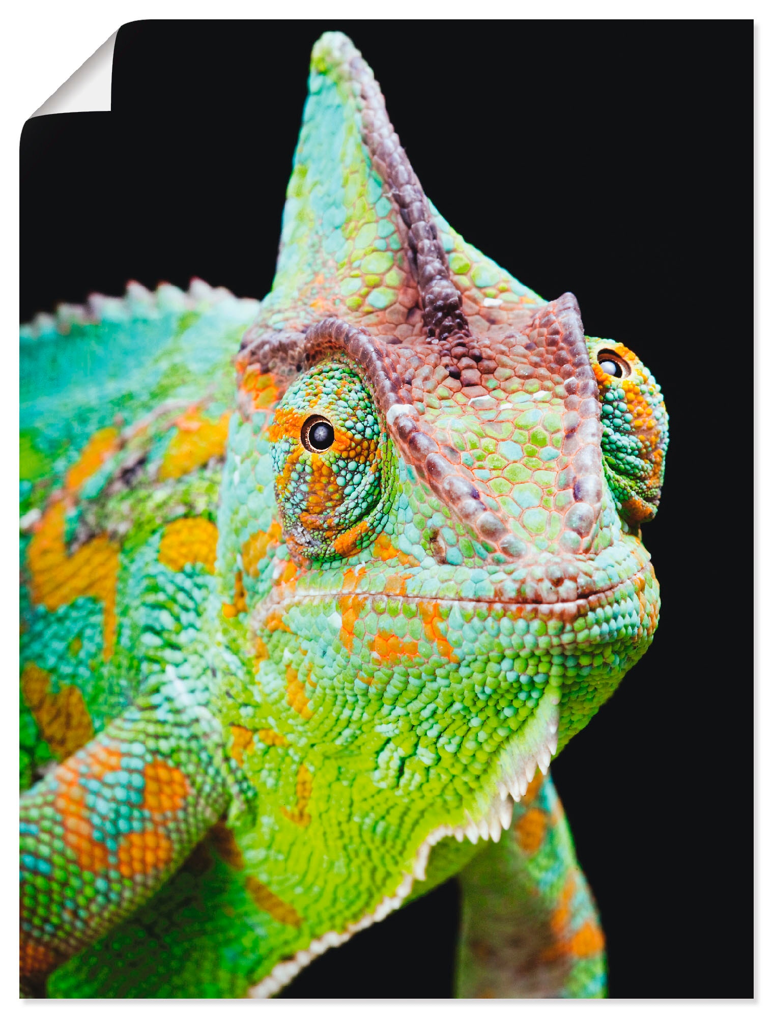 Artland Wandbild »Yemen Chamäleon«, Reptilien, (1 St.), als Alubild, Leinwandbild,... kaufen