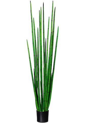 Creativ green Künstliche Zimmerpflanze »Sanseveria cylindrica«, (1 St.) kaufen