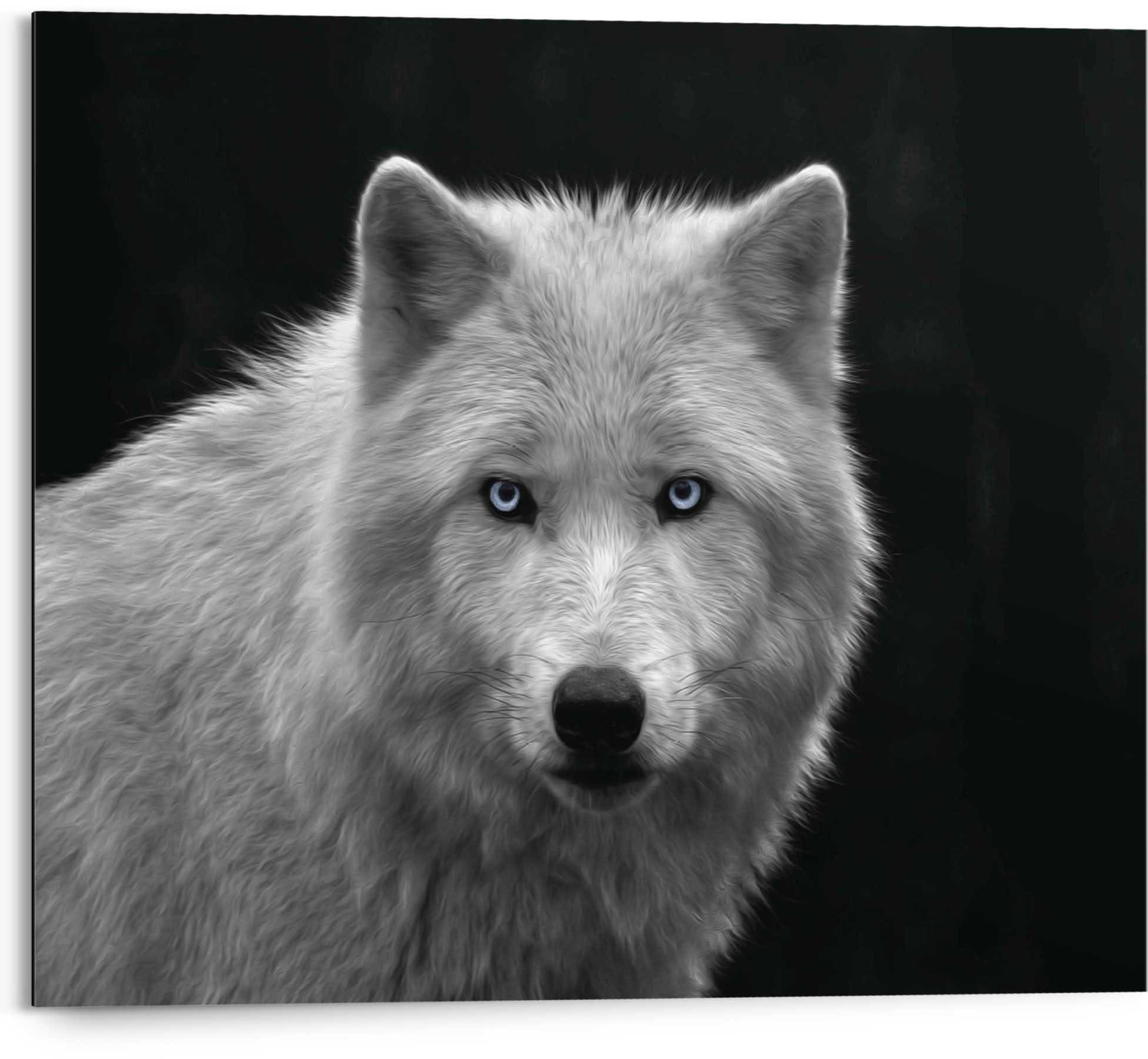 Reinders! Wandbild »Weißer Wolf« auf Rechnung kaufen