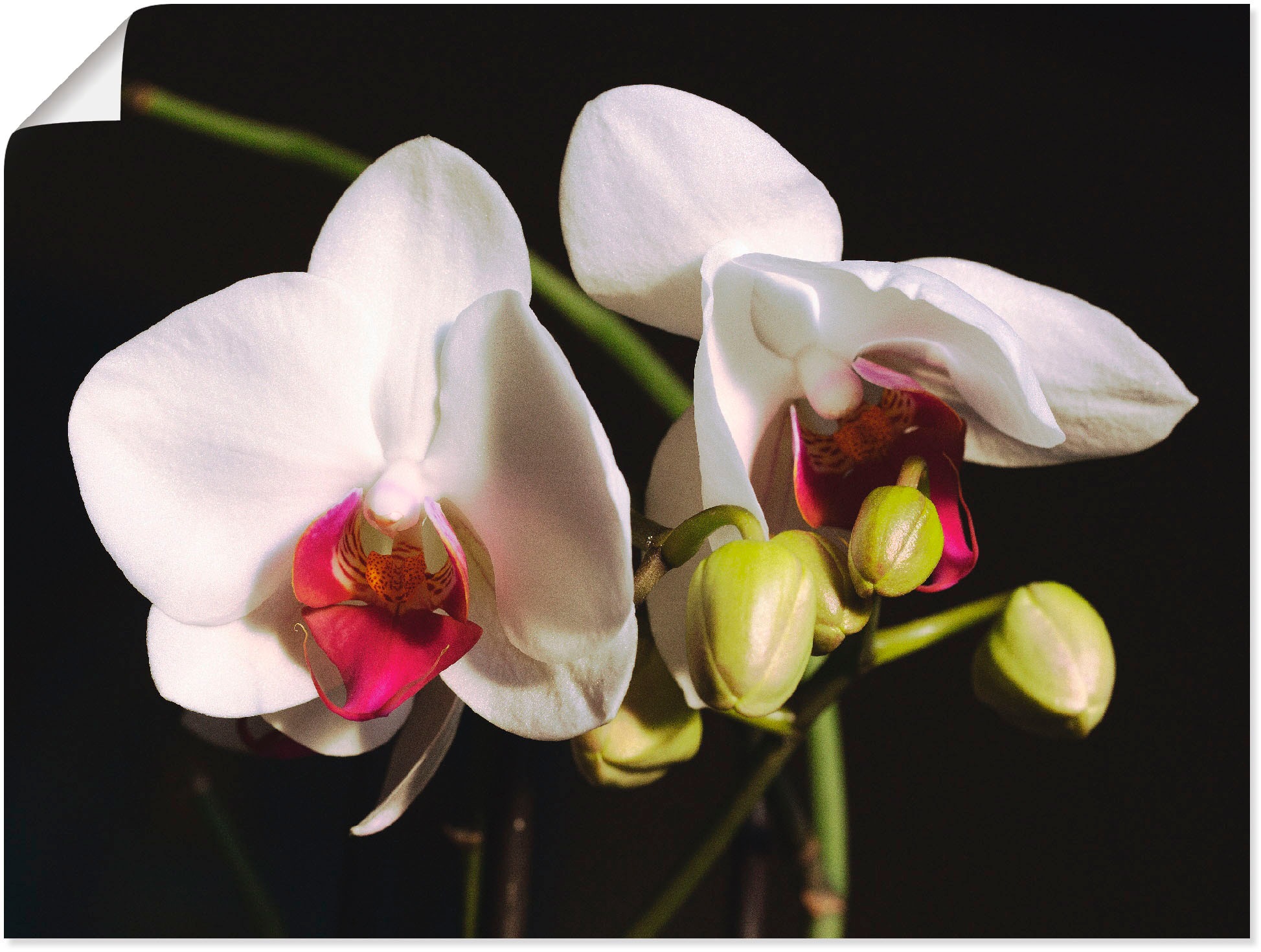 (1 Raten versch. oder als Poster Wandaufkleber Orchidee«, in »weiße auf Größen kaufen St.), Wandbild Blumen, Leinwandbild, Artland