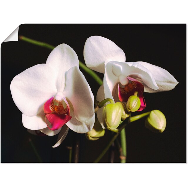 Artland Wandbild »weiße Orchidee«, Blumen, (1 St.), als Leinwandbild,  Wandaufkleber oder Poster in versch. Größen auf Raten kaufen