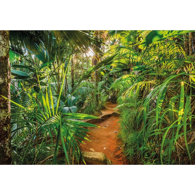 Komar Fototapete »Jungle Trail«, 368x254 cm (Breite x Höhe), inklusive  Kleister online kaufen | mit 3 Jahren XXL Garantie