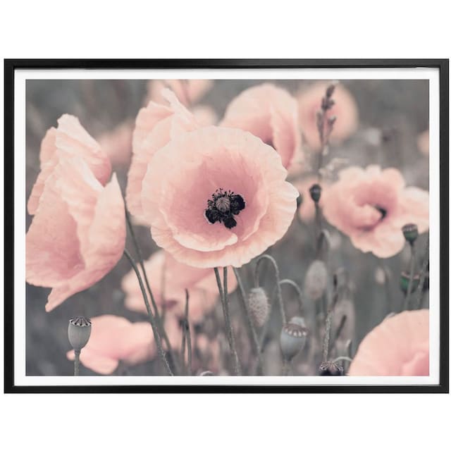 Wall-Art Poster »Rosa Mohnblume«, Blumen, (1 St.) auf Raten bestellen