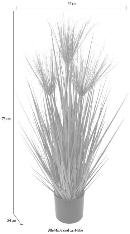 Garantie Jahren XXL »Zyperngras | Kunstpflanze kaufen mit online im Topf« 3 I.GE.A.