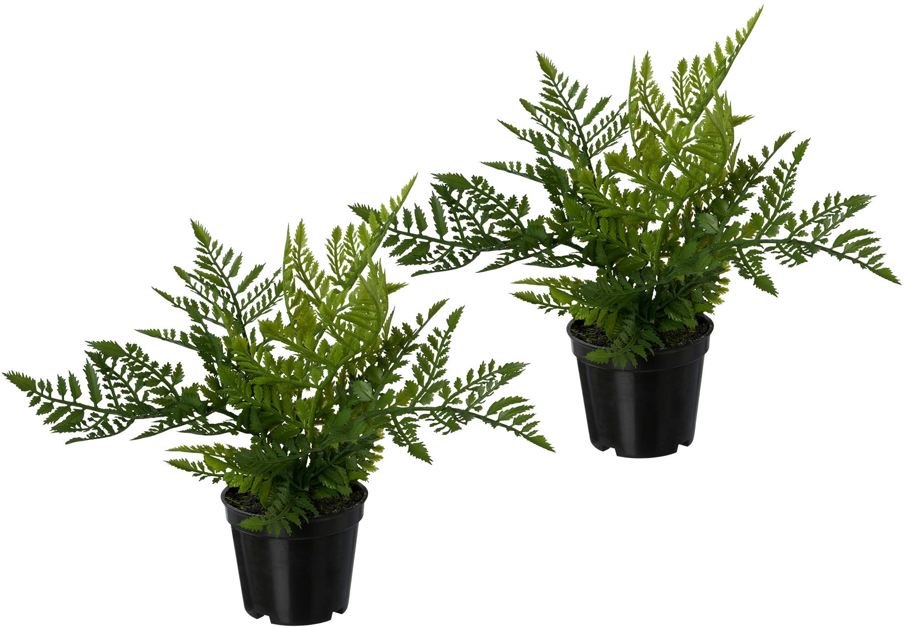 Creativ green Kunstpflanze »Farn«, 3er Set, im Kunststofftopf online kaufen  | mit 3 Jahren XXL Garantie